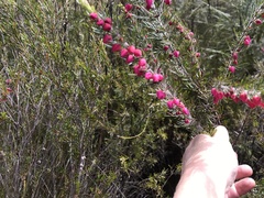 Boronia molloyae