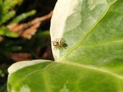 Heliophanus tribulosus