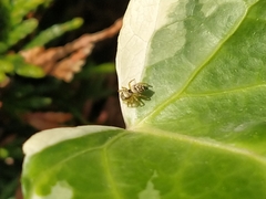 Heliophanus tribulosus