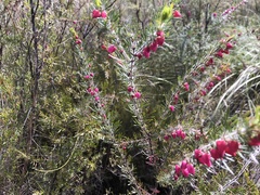 Boronia molloyae