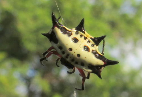 Shorthorn Kitespider