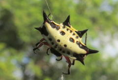 Gasteracantha sanguinolenta