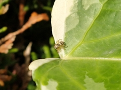 Heliophanus tribulosus