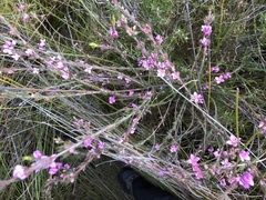 Boronia stricta