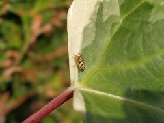 Heliophanus tribulosus