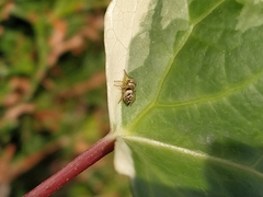 Heliophanus tribulosus