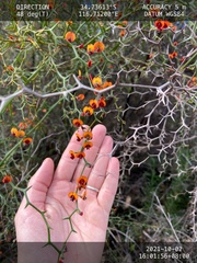 Daviesia flexuosa