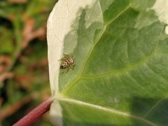 Heliophanus tribulosus