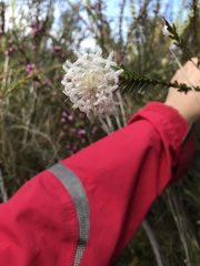 Pimelea spectabilis