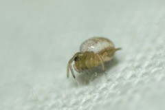 Hypsosinga albovittata