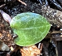 Corybas abditus