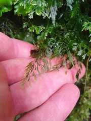 Trichomanes colensoi