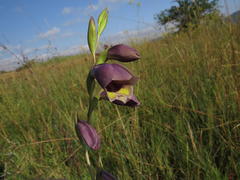 Gladiolus papilio