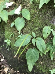 Henckelia anachoreta