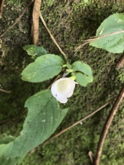 Henckelia anachoreta