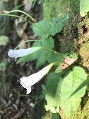 Henckelia anachoreta