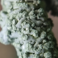 Physcia tribacioides