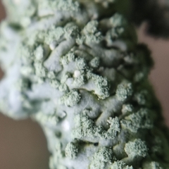 Physcia tribacioides