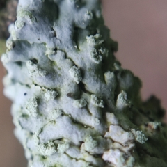 Physcia tribacioides