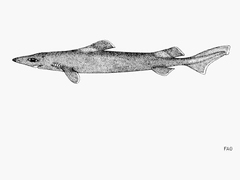 Longnose Velvet Dogfish photo 5