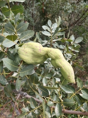 Baizongia pistaciae