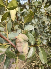 Baizongia pistaciae