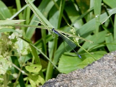 Aciagrion approximans