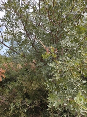 Baizongia pistaciae
