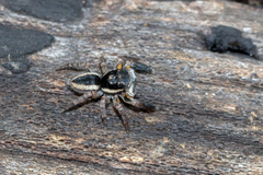Jotus auripes