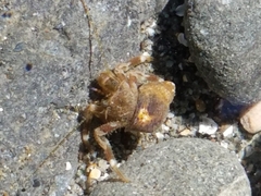 Pagurus hirsutiusculus