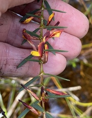 Eutaxia myrtifolia