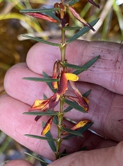 Eutaxia myrtifolia