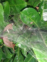 Allagelena gracilens