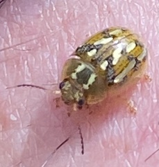 Paropsisterna galatea