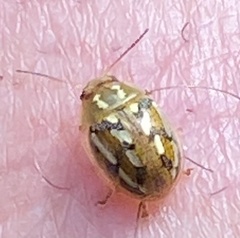 Paropsisterna galatea