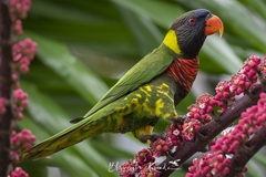 Coconut Lorikeet photo 1
