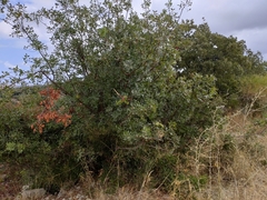 Baizongia pistaciae