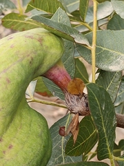 Baizongia pistaciae