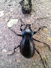 Carabus germarii