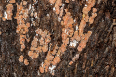 Fusicolla merismoides