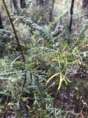 Acacia pentadenia