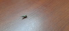 Myllocerus