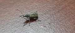 Myllocerus