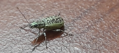 Myllocerus