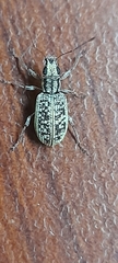 Myllocerus