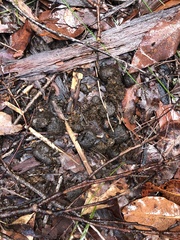 Macropus fuliginosus