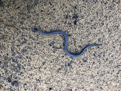 Rhinoplocephalus bicolor