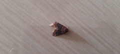 Noctuoidea