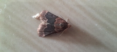 Noctuoidea