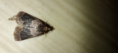 Noctuoidea